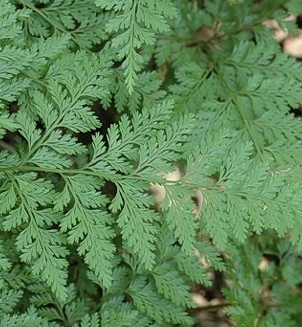 고사리 효능과 부작용 고르는법 칼로리