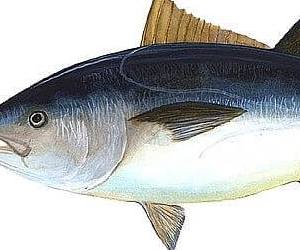 혈관에 좋은 음식 참치