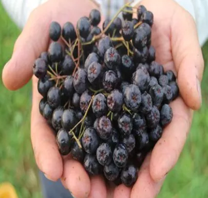 아로니아-먹는방법-및-부작용