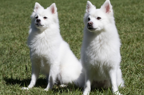반려동물 커플아이템 ❘ 특별한 유대감을 위한 추천 아이템 가이드