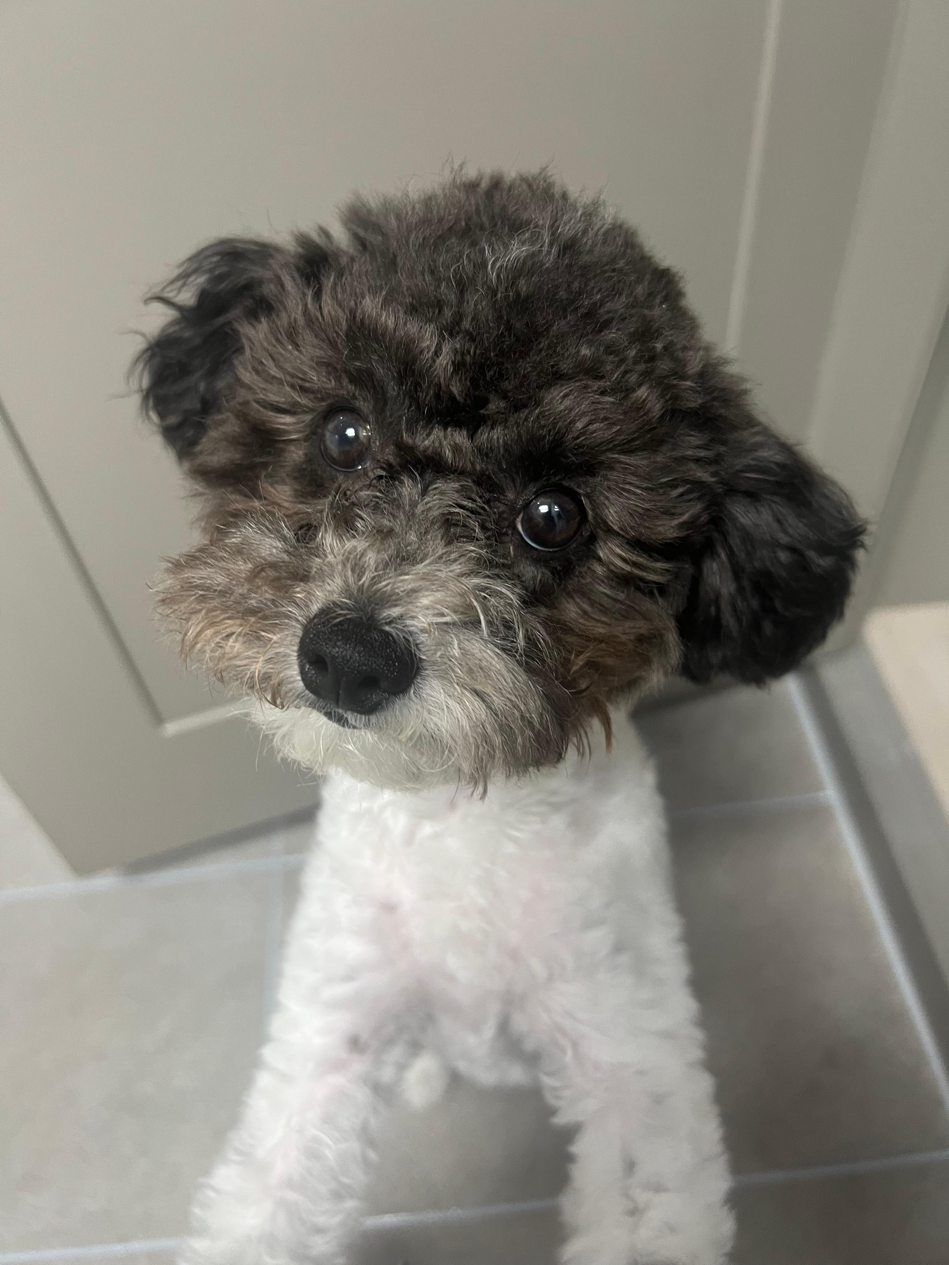 강아지 훈련법 총정리