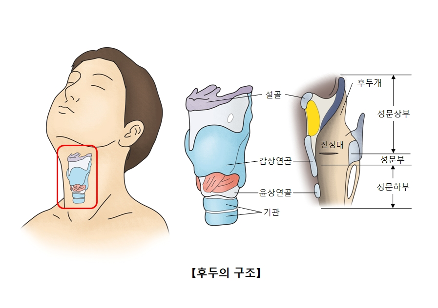 후두의 구조 출처 서울 아산 병원 홈페이지