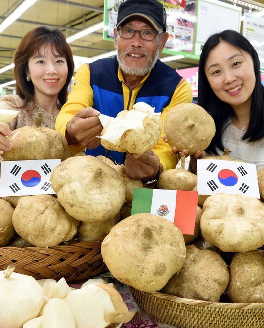 전남 함평 달콤한 인디언 감자 다이어트 당뇨 슈퍼푸드 유기농 히카마 파는 곳 전국 택배 온라인 전화 주문 추천