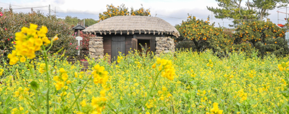 제주 휴애리 유채꽃 축제 코스 주차 맛집 일정 총정리
