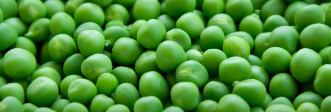 햇 완두콩