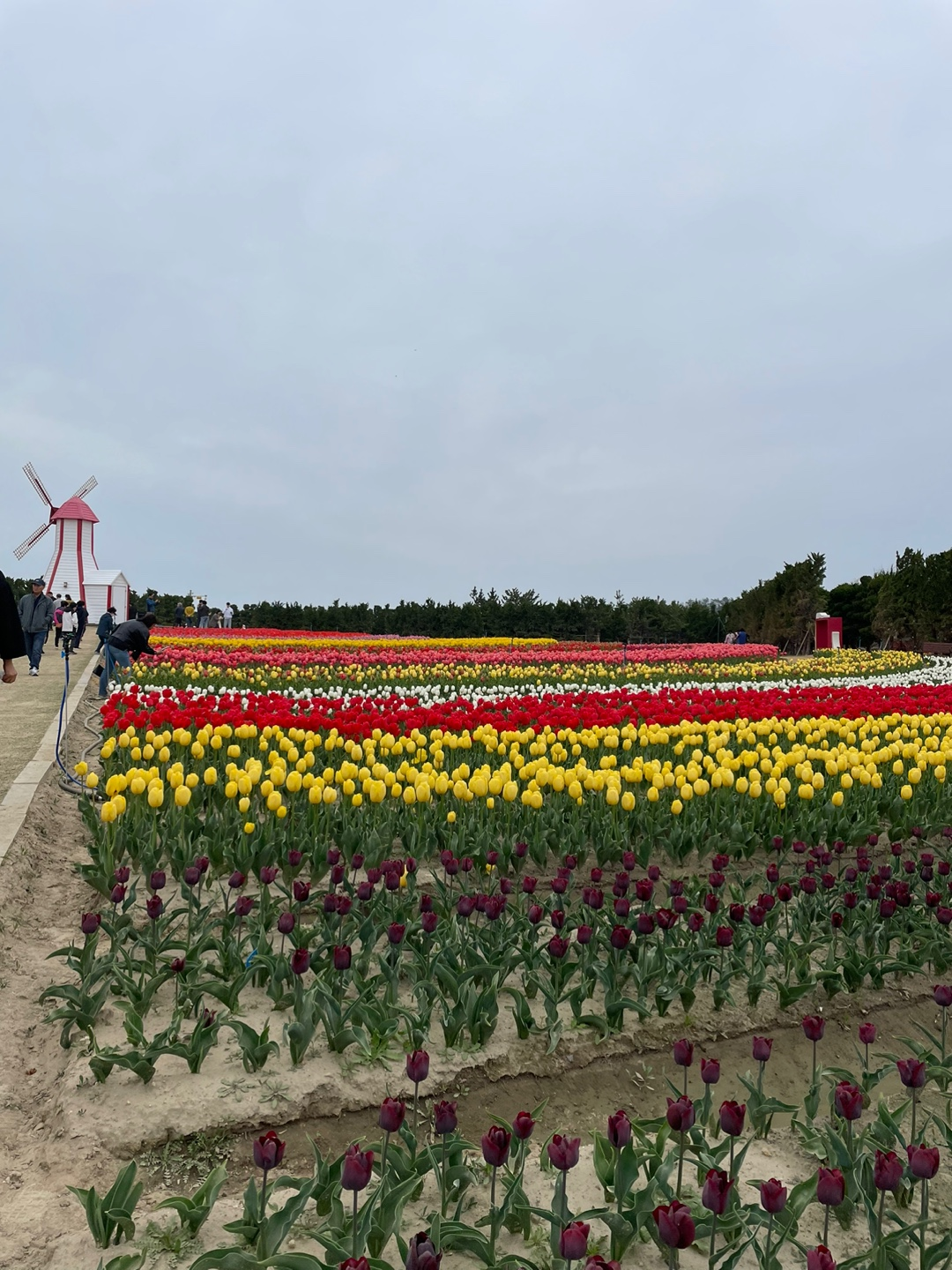 2024 신안 임자도 튤립축제