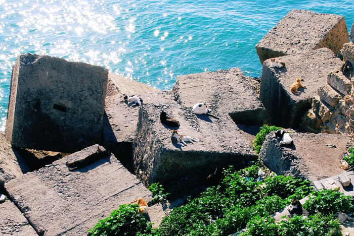 카디스의 여유로운 오후를 즐기고 있는 고양이들과 바다 전경