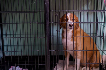 철장안의 강아지