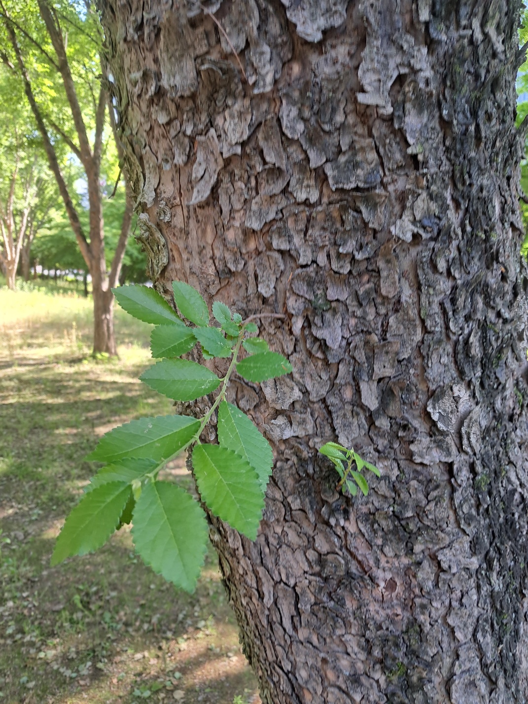 나무의사-양성기관