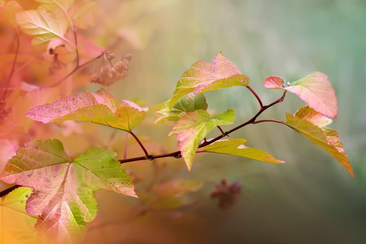 곤지암 화담숲 예약 취소하기