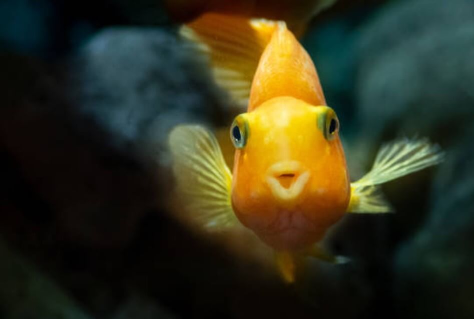 물고기 잡는 꿈