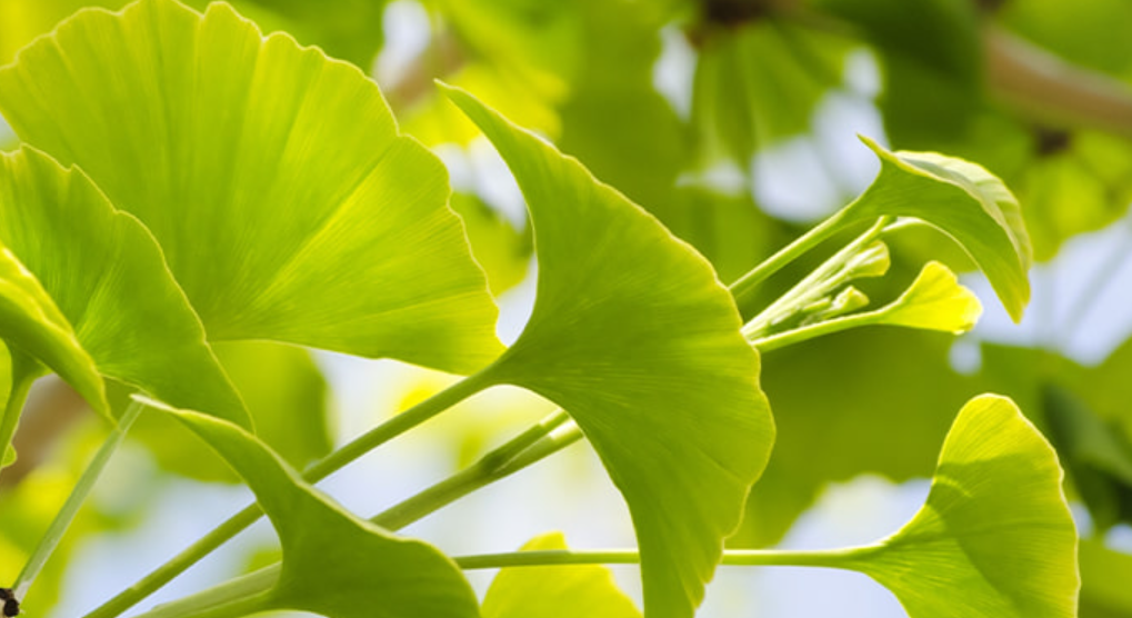 빨간물 콜레올로지 티 4가지 주원료