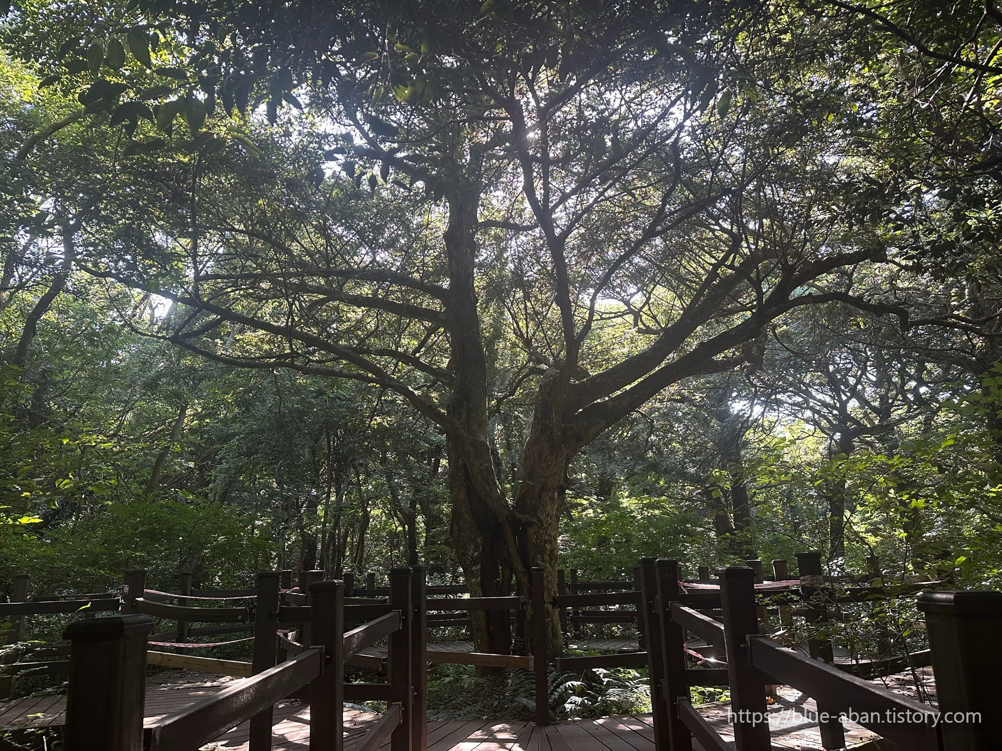 연리목