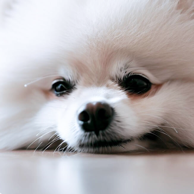 강아지 구토 원인과 색깔별 증상&amp;#44; 대처법