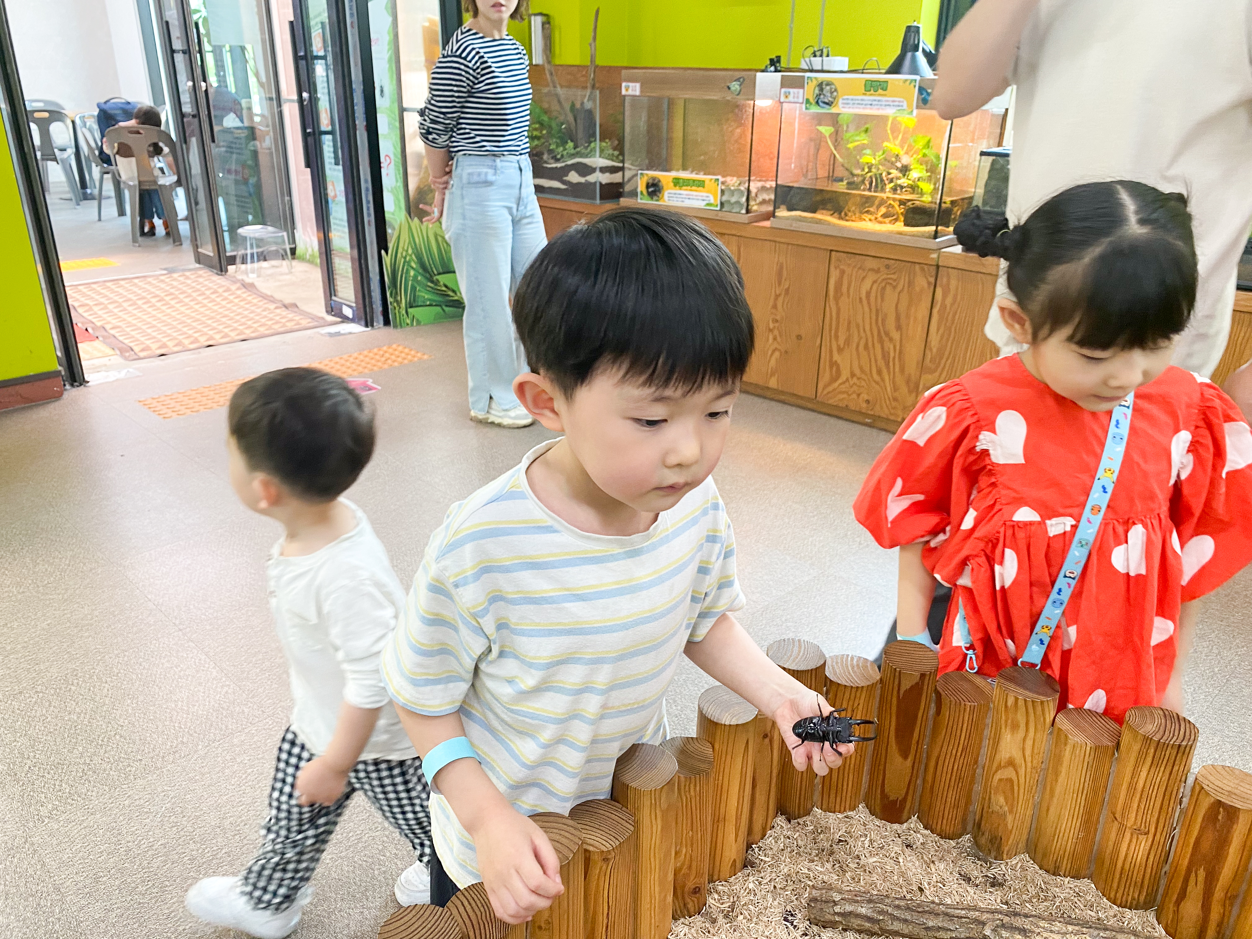 가장 큰 사슴벌레를 찾으려는 은별