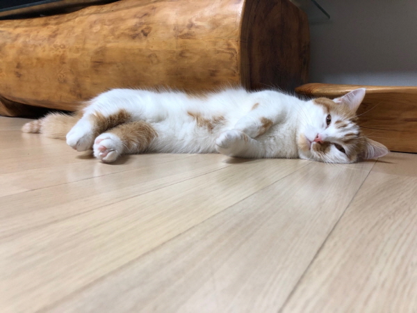 귀여운고양이움짤