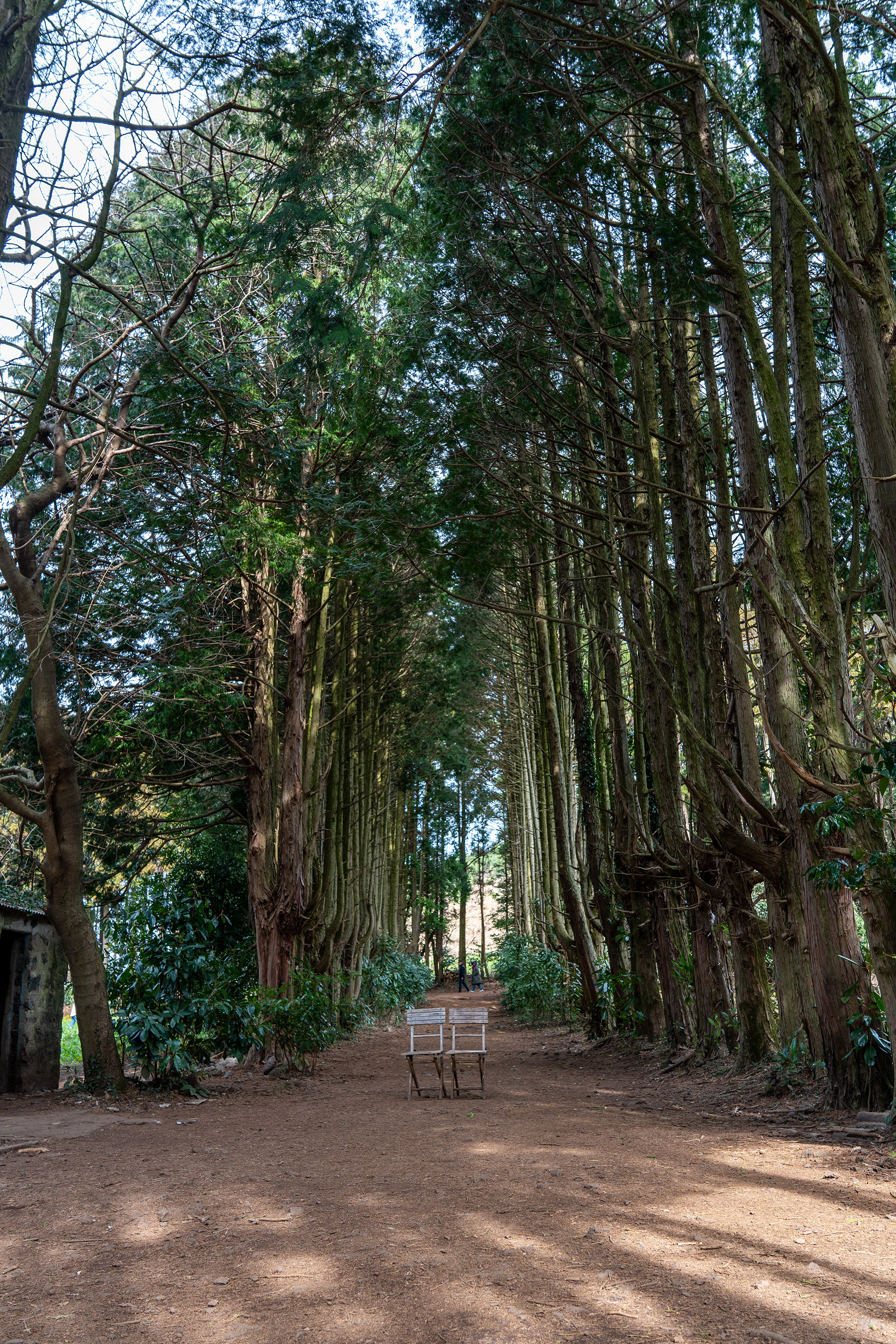 제주도 비밀의 숲 2번 오두막