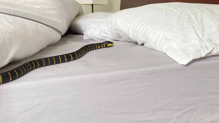 집에 뱀 나오는 꿈