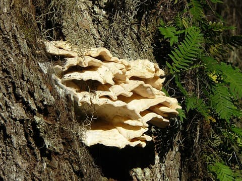 상황버섯 종양의 새로운 혈관 생성을 차단하는 효과
