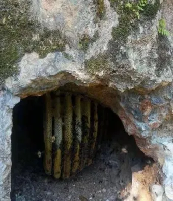 석청꿀 효능 7가지 보관방법 섭취 시 주의사항에 대해서 알아보기_12