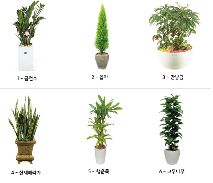 집들이 선물 식물추천 키우기쉬운 종류 물주기 빛관리 가이드_1