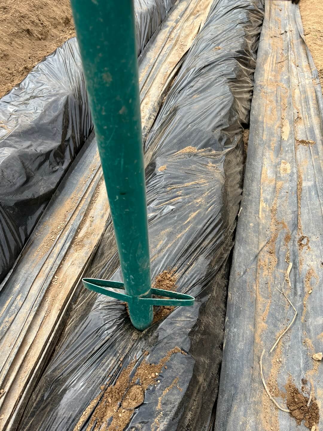 감자 파종 방법