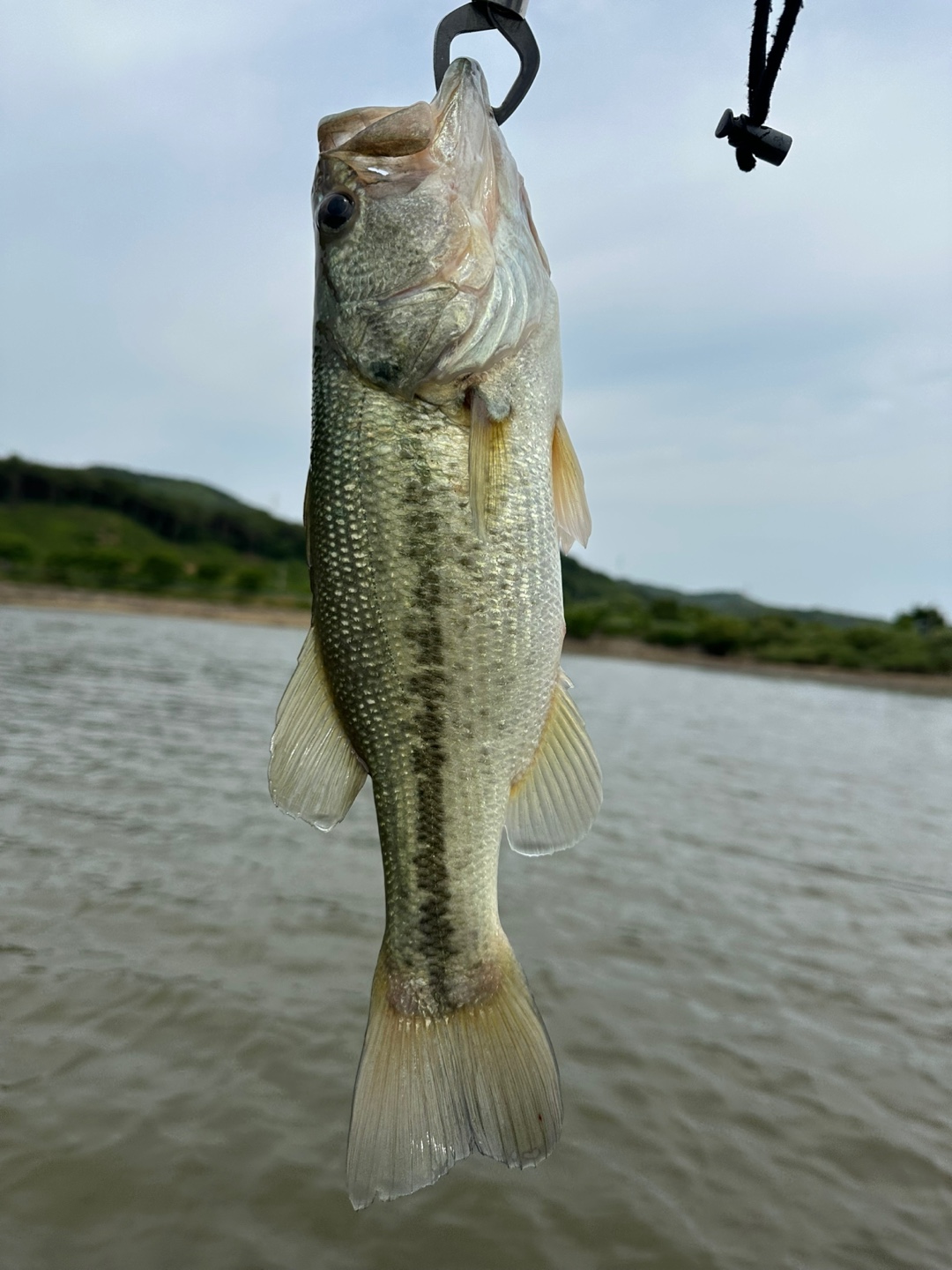 배스 사진