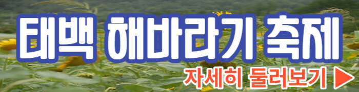 태백 해바라기 축제 둘러보기