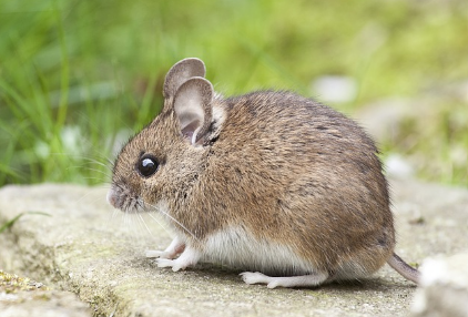 쥐꿈 상황별 해몽