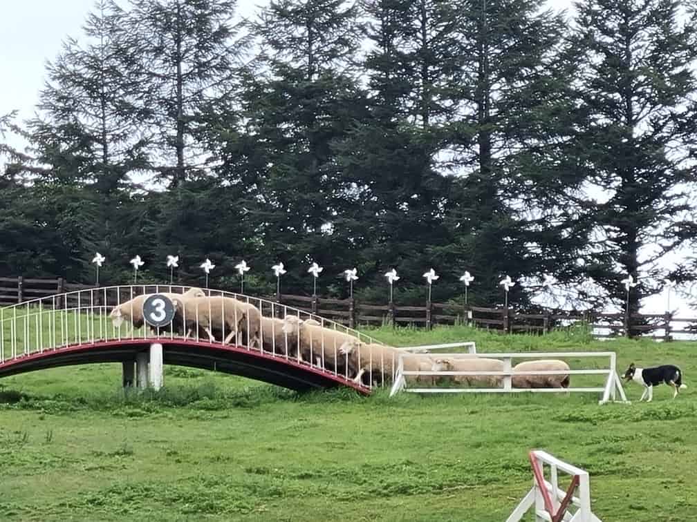 대관령 삼양목장 양몰이