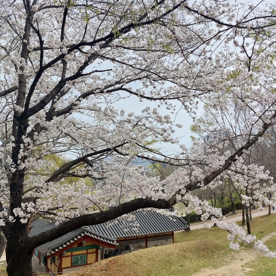 김해_연지공원_벚꽃_개화현황