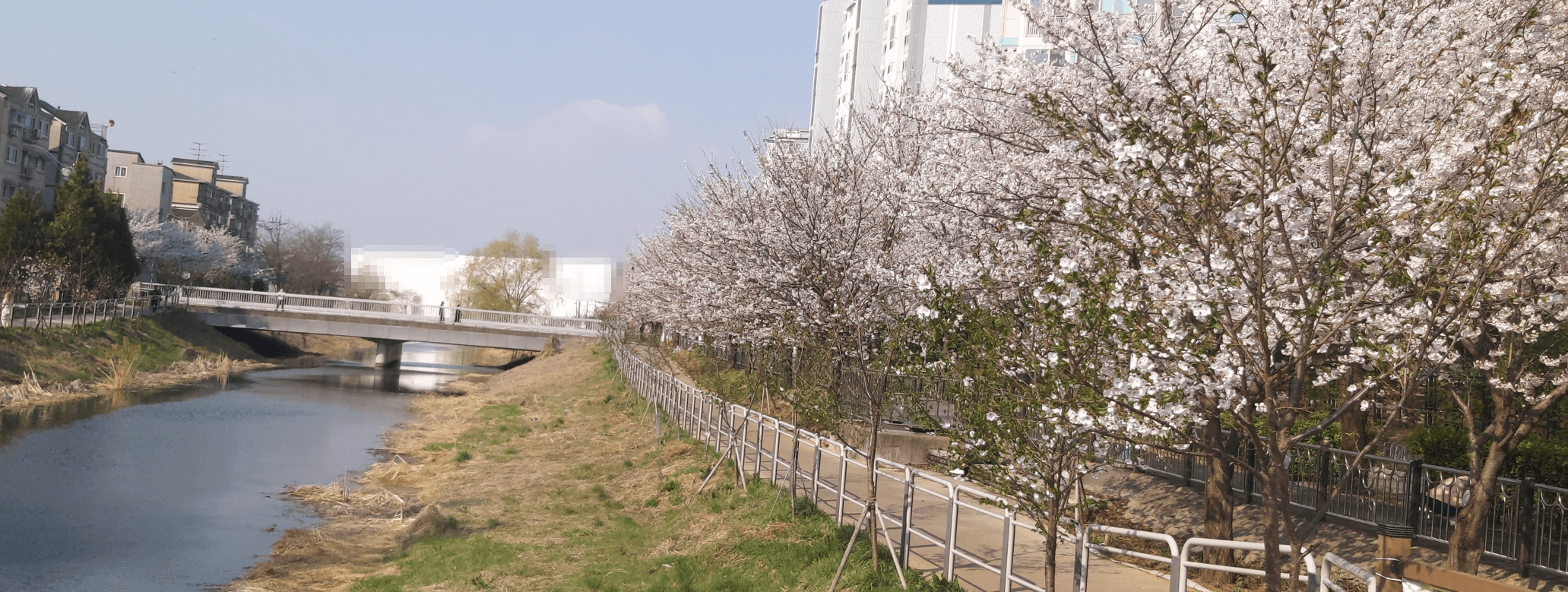 논 옆 수로에 핀 벚꽃