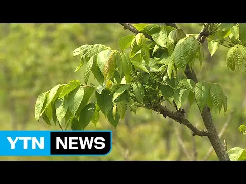 옻나무 효능 알레르기 발생시 대처법과 섭취 주의사항_4
