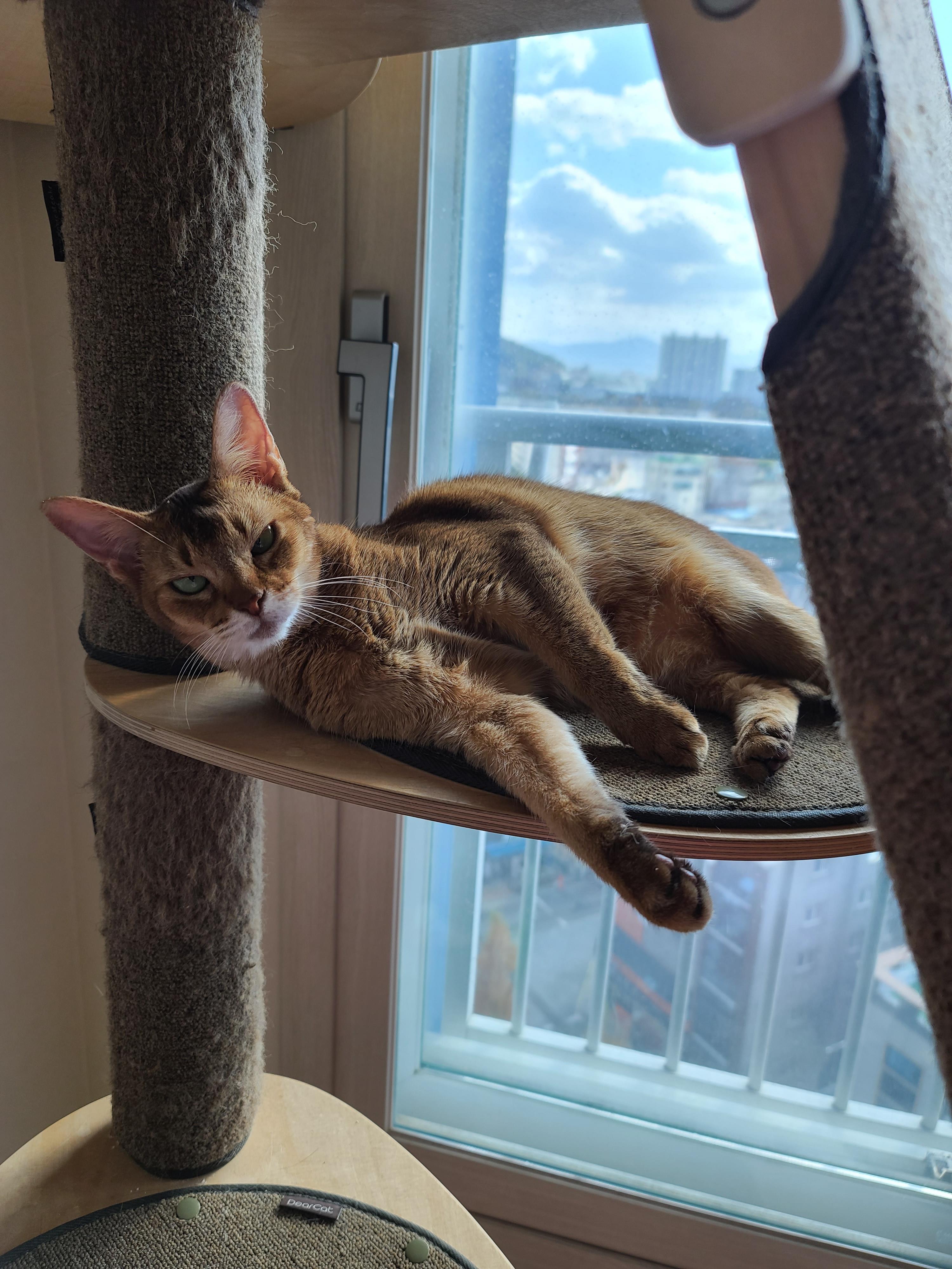 톡소플라즈마, 임산부와 고양이