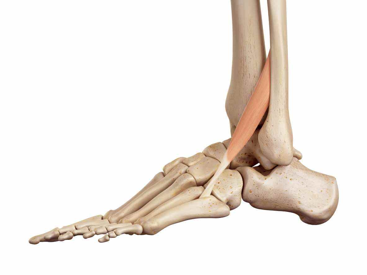 제3비골근(peroneus tertius muscle)