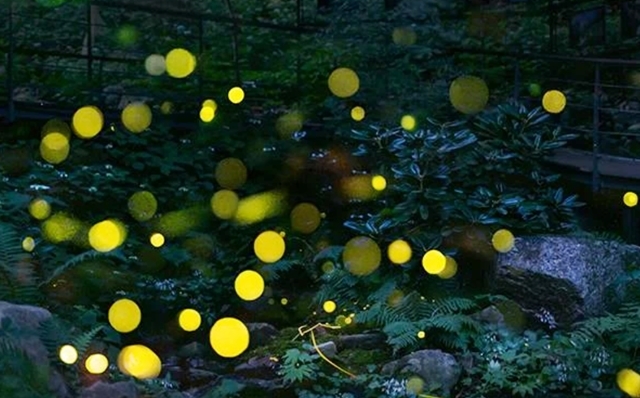 화담숲 예약&amp;#44; 2025년 반딧불이 축제 사전예매