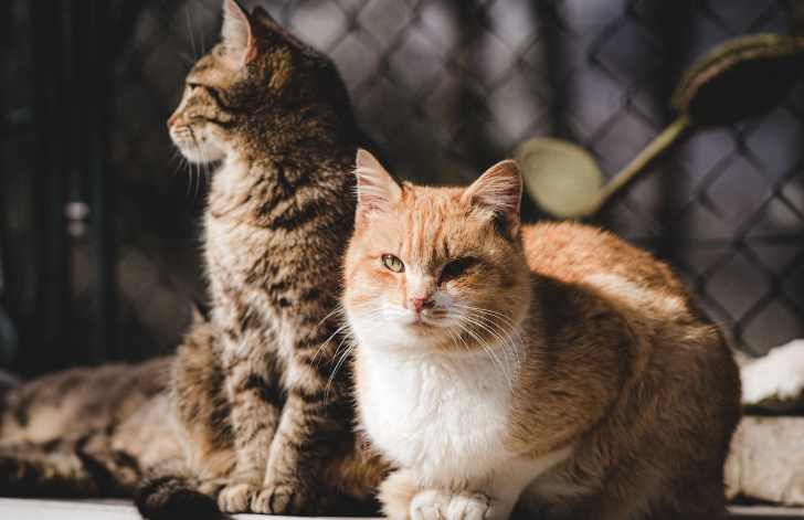 여유를 즐기고 있는 두 마리의 고양이