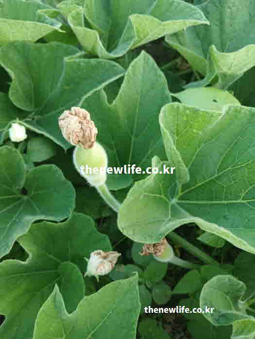 식용박 열매 영양성분 칼륨