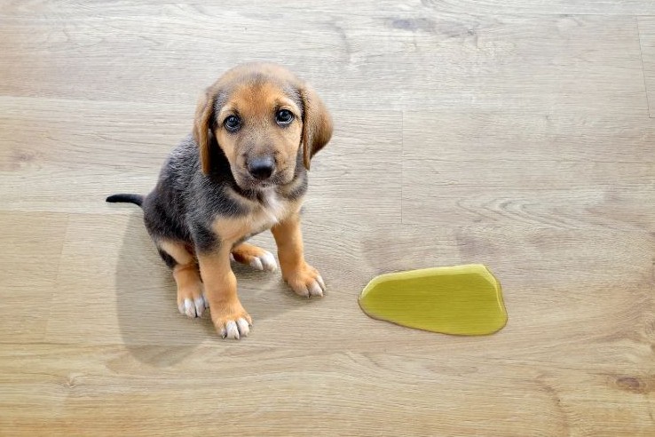 시원하게 오줌누는꿈