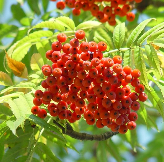 마가목 효능 부작용 성분 부위별 먹는법 정리 (마가목이란?)