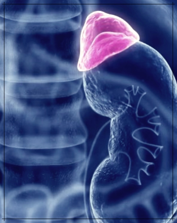에디슨 병이란? 상세 설명