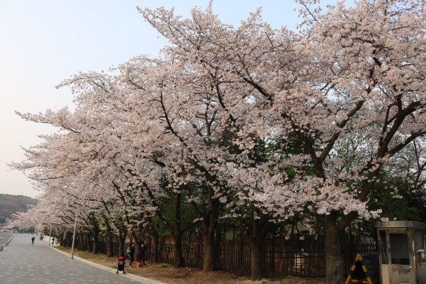 2025년 서울 벚꽃 명소 추천 (여의도 제외)