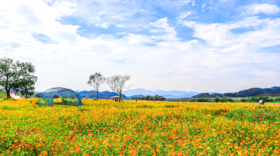 악양둑방길 황화코스모스