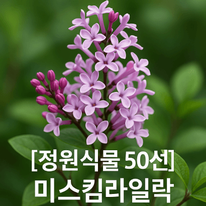 미스킴라일락 : 늦봄을 알리는 보랏빛 향기의 관목