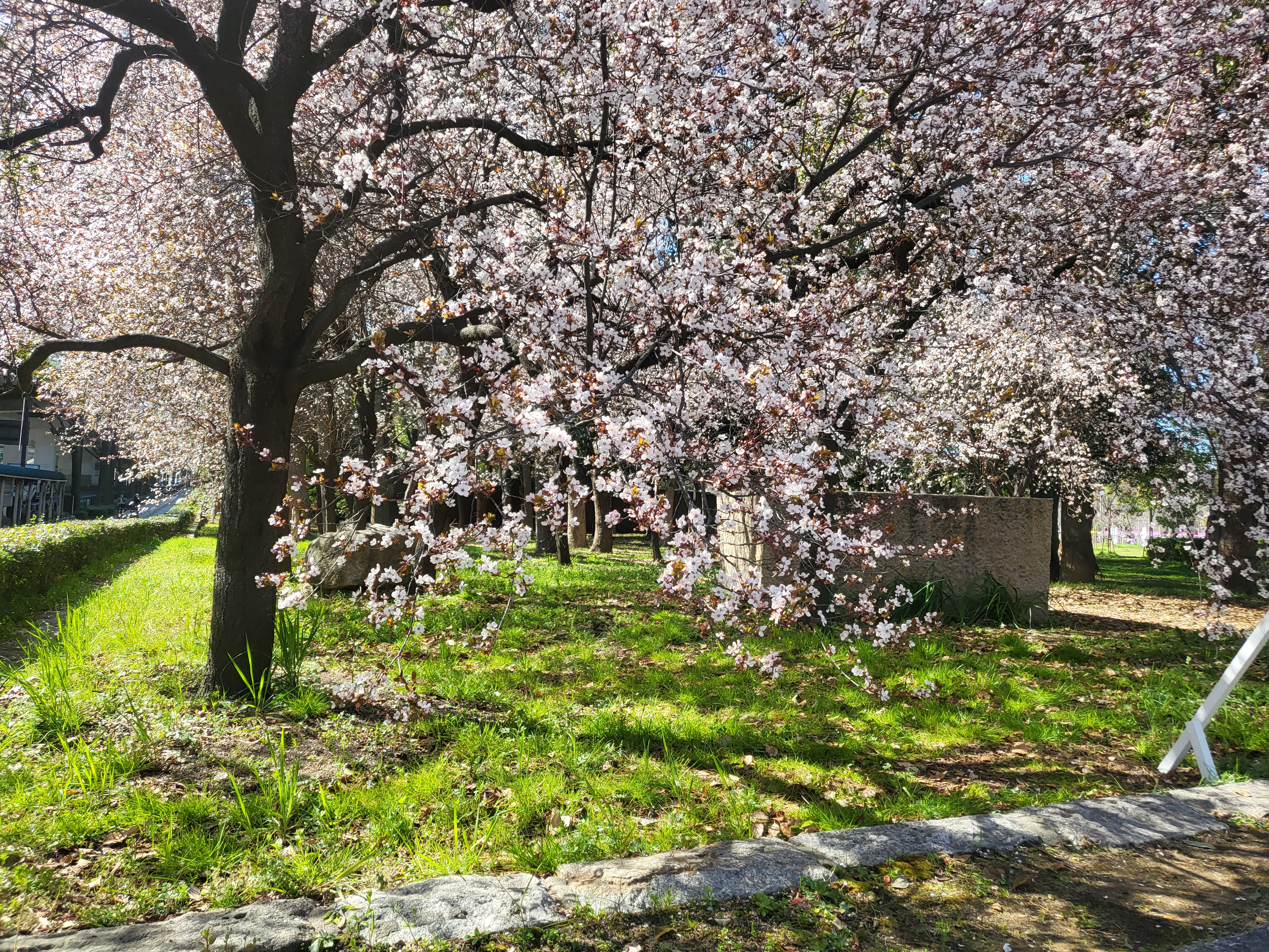 일본 오사카성 벚꽃