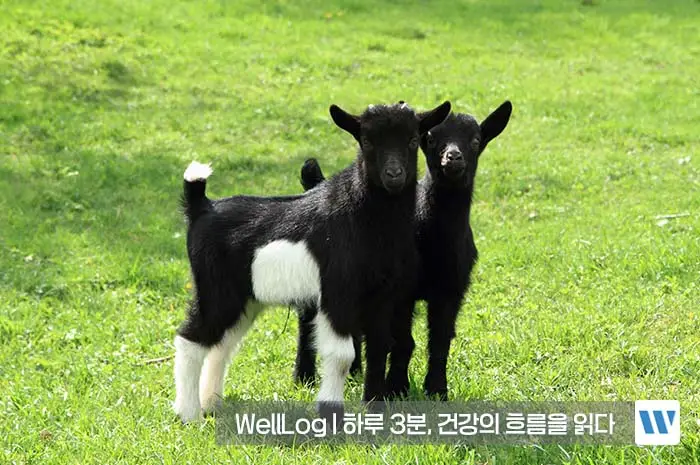 흑염소 진액 효능 복용법