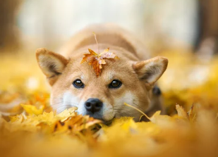 시바견/출처:어도비스톡