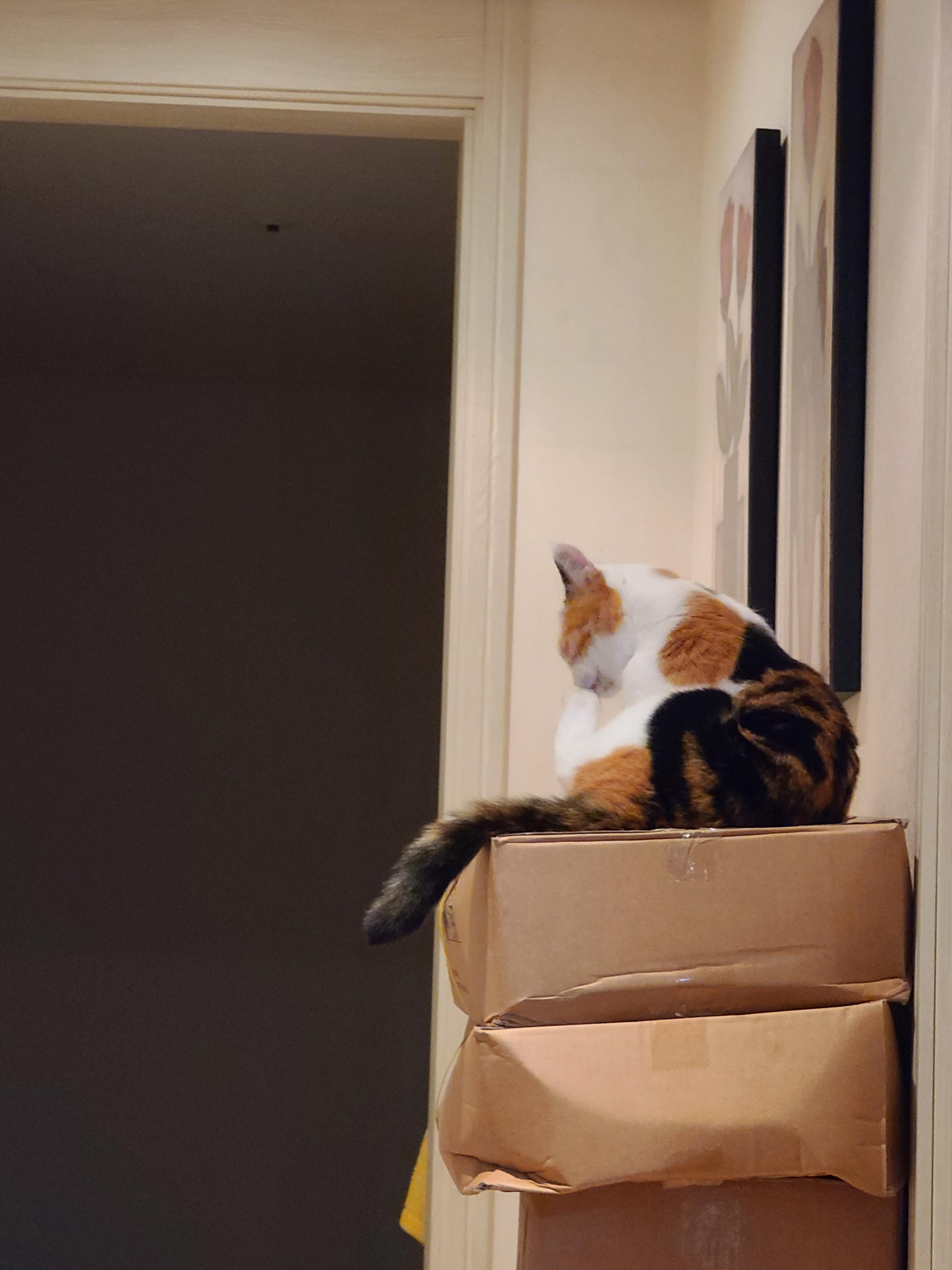 우리집 고양이 요미의 핫플레이스는 쌓아놓은 택배상자 위!