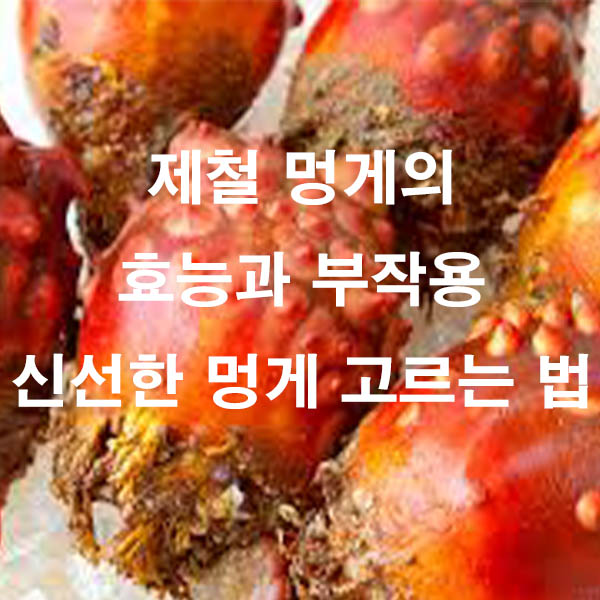 제철 멍게의 효능과 부작용 신선한 멍게 고르는 법
