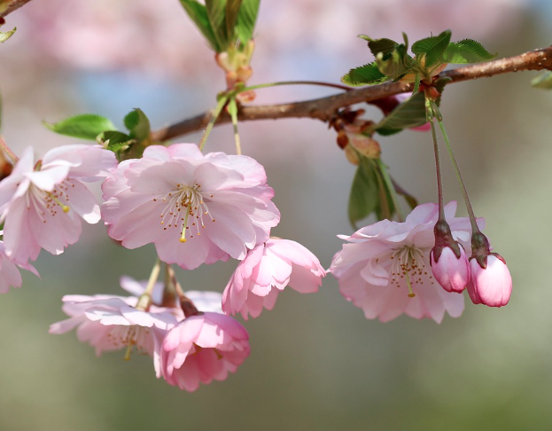 전국 벚꽃 축제 일정 총정리